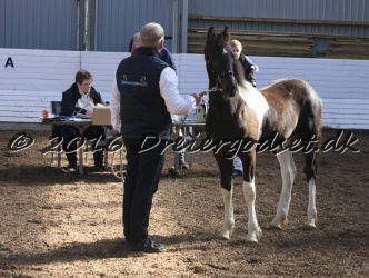 Alfredo von Diego 009