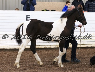 Alfredo von Diego 011