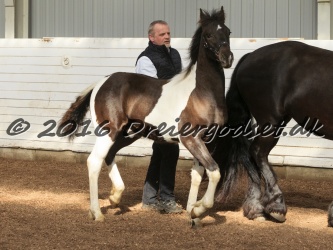 Alfredo von Diego 012