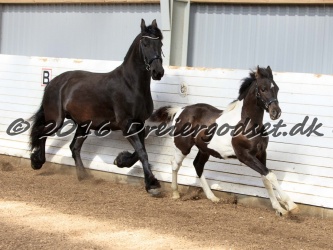 Alfredo von Diego 016