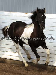 Alfredo von Diego 017