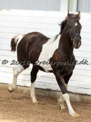 Alfredo von Diego 018