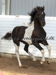 Alfredo von Diego 019