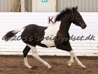 Alfredo von Diego 021