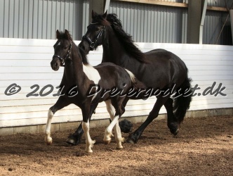 Alfredo von Diego 024