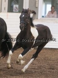 Alfredo von Diego 028