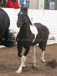 Alfredo von Diego 029