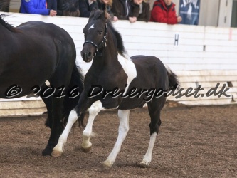 Alfredo von Diego 030