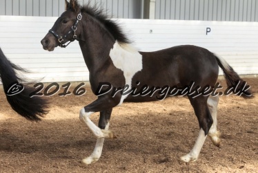 Alfredo von Diego 032