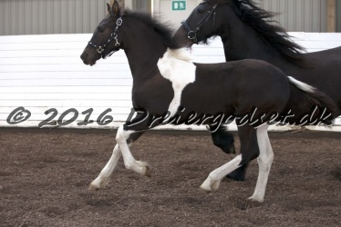 Alfredo von Diego 034