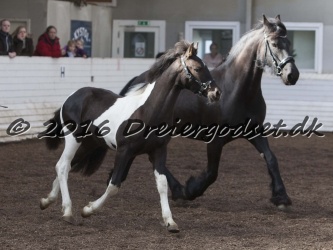 Alfredo von Diego 036