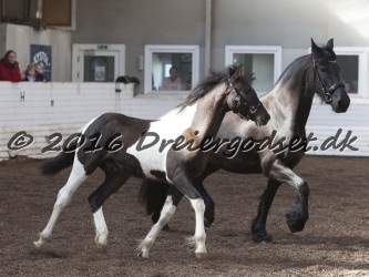 Alfredo von Diego 037