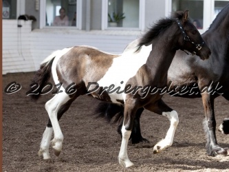 Alfredo von Diego 038