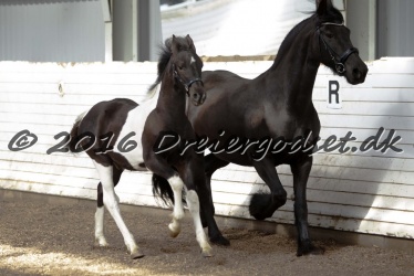 Alfredo von Diego 039