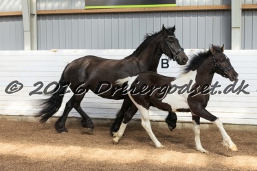 Alfredo von Diego 042