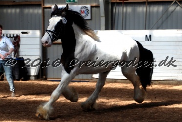 Cesar Arenlund 012