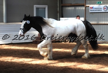 Cesar Arenlund 013