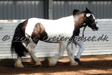 Cesar Arenlund 018