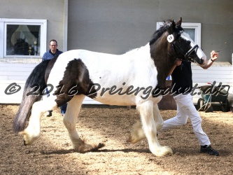 Cesar Arenlund 030