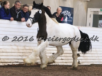 Cesar Arenlund 039