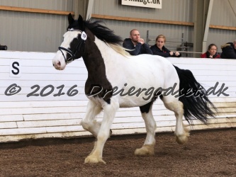 Cesar Arenlund 046
