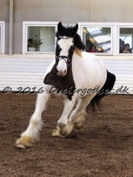 Cesar Arenlund 049