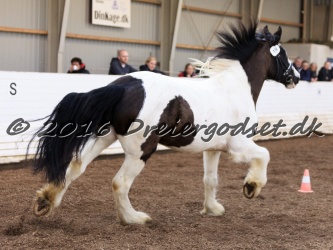 Cesar Arenlund 052