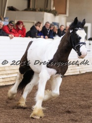 Cesar Arenlund 056