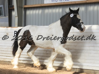 Cesar Arenlund 060