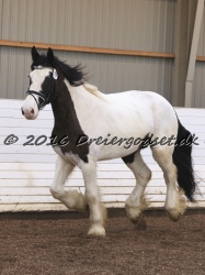 Cesar Arenlund 062
