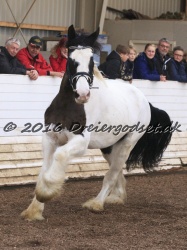 Cesar Arenlund 064