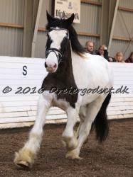 Cesar Arenlund 069