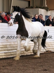 Cesar Arenlund 070
