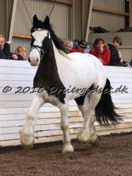 Cesar Arenlund 071