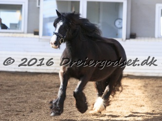 Kat.-Nr.-20---WW-Heidie-Kira---Irish-Cob