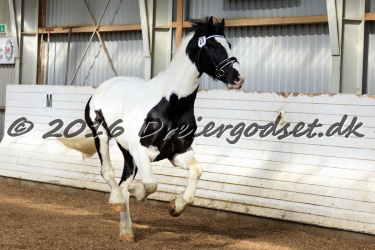 Kat Nr  23   Amigo Skovbjergg  rd   BWF  Black and White Frisian 
