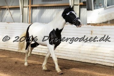  Amigo Skovbjergg  rd 001