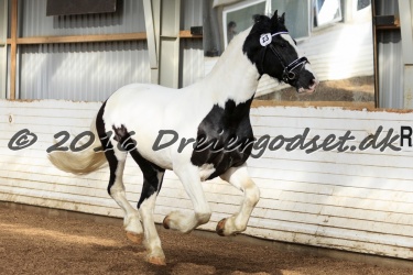  Amigo Skovbjergg  rd 002