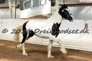  Amigo Skovbjergg  rd 003