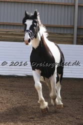  Amigo Skovbjergg  rd 004