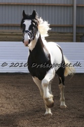  Amigo Skovbjergg  rd 005