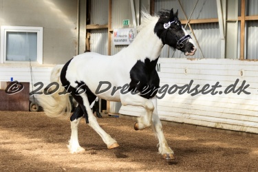  Amigo Skovbjergg  rd 006