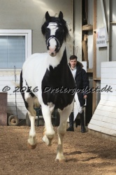  Amigo Skovbjergg  rd 007