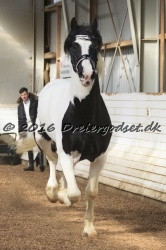  Amigo Skovbjergg  rd 009