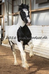  Amigo Skovbjergg  rd 010