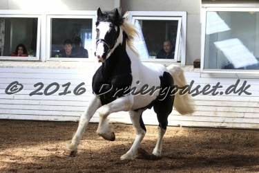  Amigo Skovbjergg  rd 011