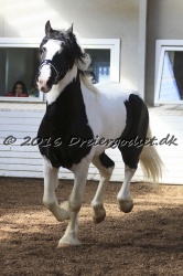  Amigo Skovbjergg  rd 012