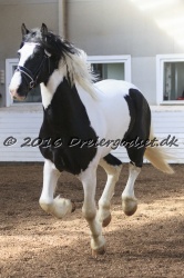  Amigo Skovbjergg  rd 013