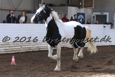  Amigo Skovbjergg  rd 014