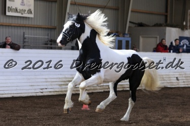  Amigo Skovbjergg  rd 015